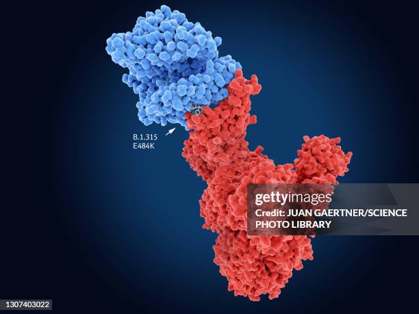 b.1.531 coronavirus variant spike protein, illustration - angiotensin stock pictures, royalty-free photos & images