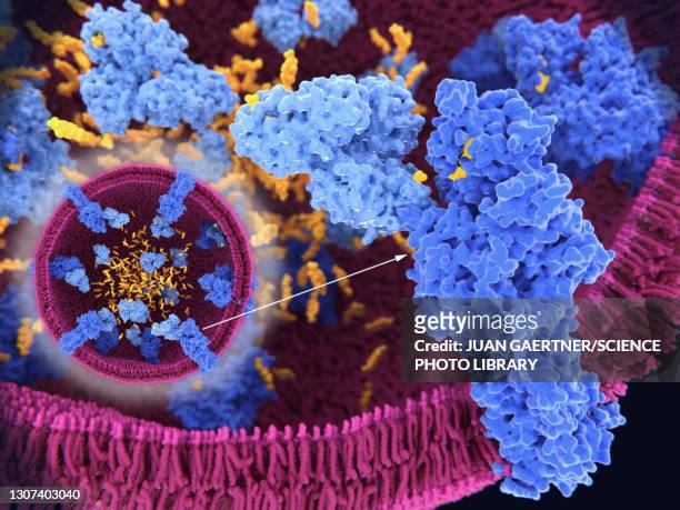 cholesterol processing in lysosome, illustration - lipide foto e immagini stock