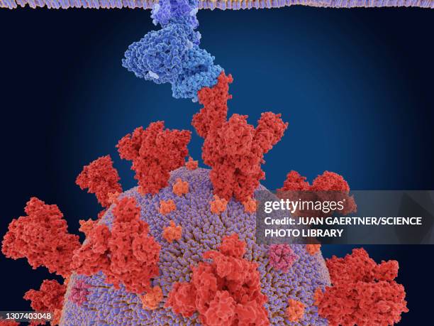 coronavirus spike protein and receptor, illustration - angiotensin stock pictures, royalty-free photos & images