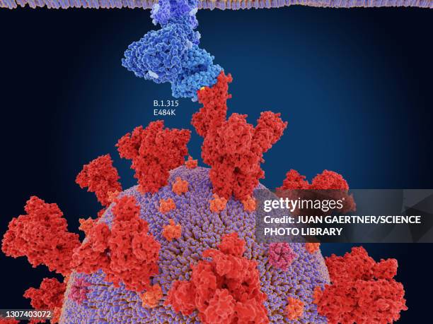 covid-19 variant b.1.531, illustration - angiotensin stock pictures, royalty-free photos & images