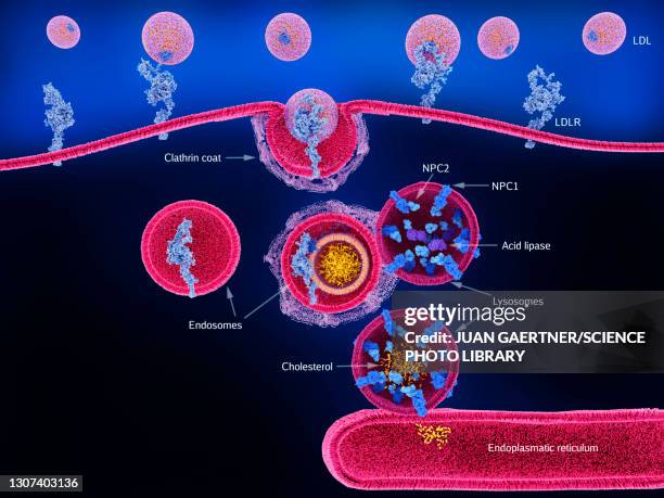 cholesterol processing in lysosome, illustration - lysosome stock pictures, royalty-free photos & images