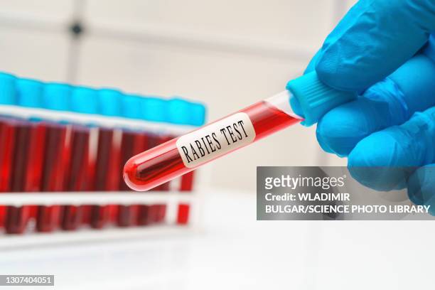 rabies blood test, conceptual image - rabies stock pictures, royalty-free photos & images