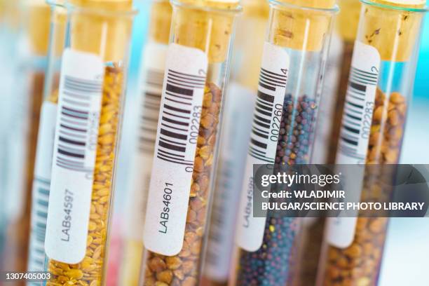 agricultural research, conceptual image - ogm imagens e fotografias de stock