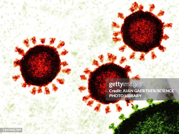 covid-19 viruses attaching to cell, illustration - angiotensin stock pictures, royalty-free photos & images