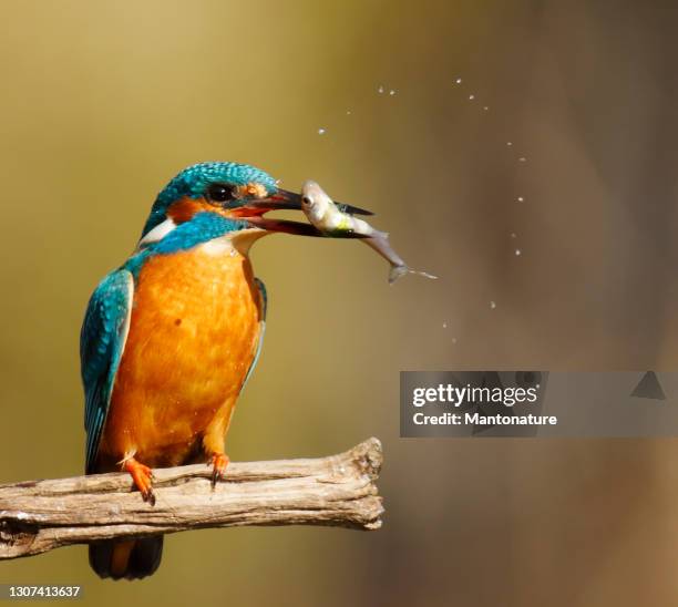 common kingfisher ( alcedo atthis) male with small fish - common kingfisher stock pictures, royalty-free photos & images