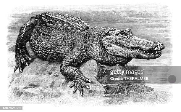 alligator engraving 1896 - caiman stock illustrations