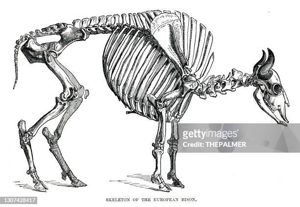 skeleton of the european bison engraving 1896 - wild cattle stock illustrations
