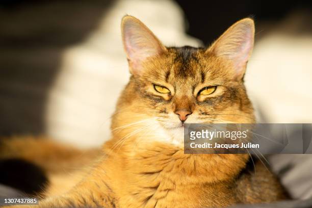 somali cat portrait - abyssinian cat stock-fotos und bilder