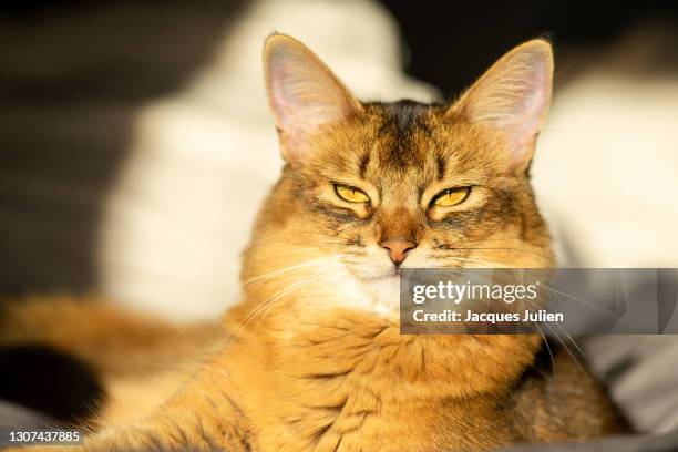 somali cat portrait - oriental shorthair stock pictures, royalty-free photos & images