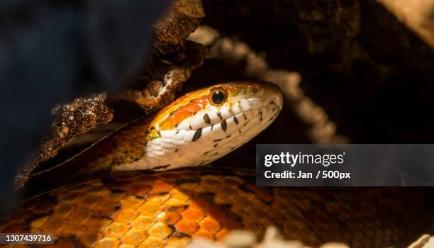 close-up of corn snake on rock,germany - corn snake stockfoto's en -beelden