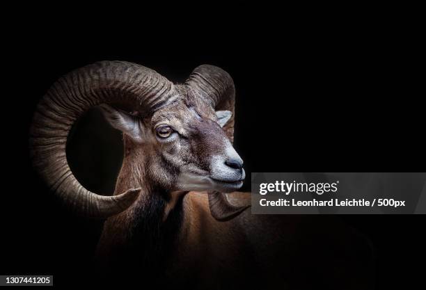 close-up of goat against black background - widder stock-fotos und bilder