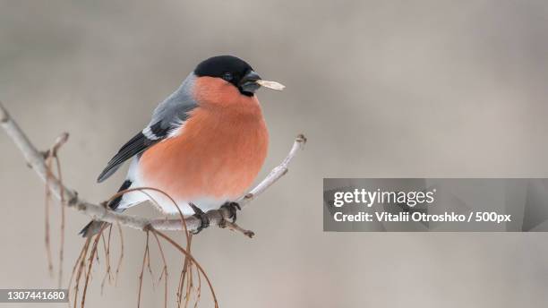 close-up of songfinch perching on branch,ukraine - eurasian bullfinch stock pictures, royalty-free photos & images