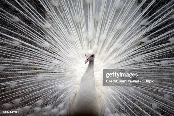 peacock white beauty - albino man stock-fotos und bilder