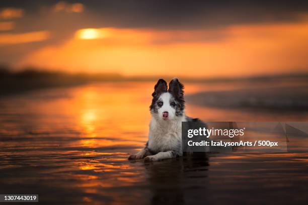 border collie posing during sunrise,bibione,wenecja,italy - bibione stock pictures, royalty-free photos & images