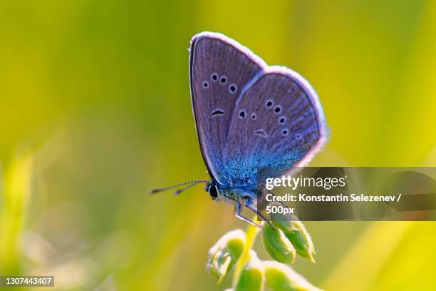 close-up of butterfly on flower,russia - berghüttensänger stock-fotos und bilder