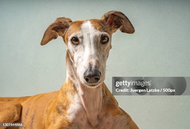 close-up portrait of greyhound against wall,germany - greyhounds imagens e fotografias de stock