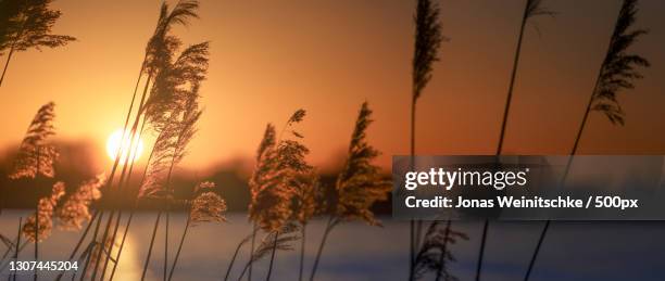 close-up of silhouette of plants against sunset sky,hamburg,germany - jonas weinitschke stockfoto's en -beelden