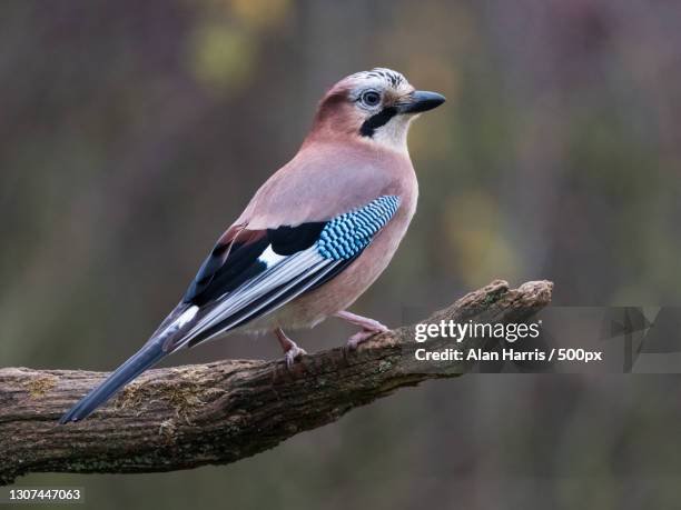 close-up of jay perching on branch,bourne,united kingdom,uk - jay stock pictures, royalty-free photos & images