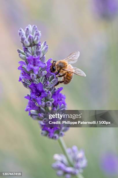 close-up of bee pollinating on purple flower,la gacilly,france - fleur macro stock pictures, royalty-free photos & images