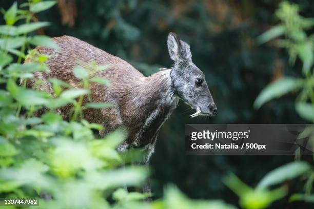 side view of deer standing amidst plants in forest - deer eye stockfoto's en -beelden