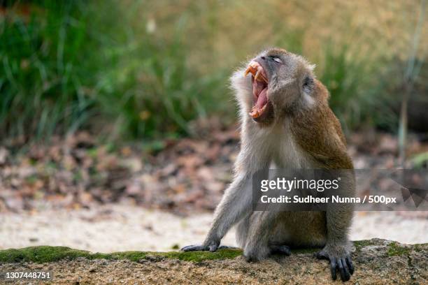 close-up of macaque eating food,singapore - macaque stock-fotos und bilder