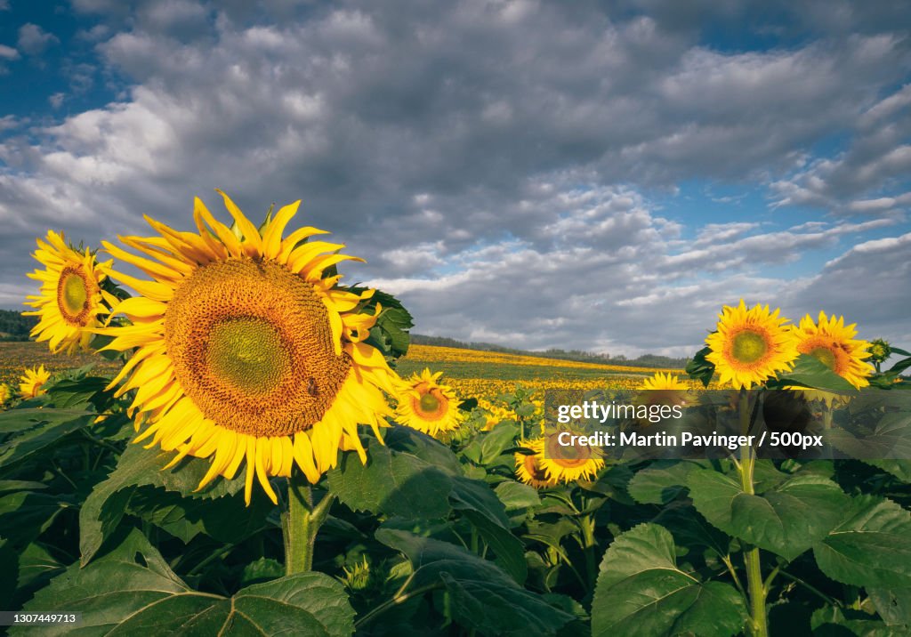 Close-up of yellow flowering plant on field against sky,Slovensko,Slovakia