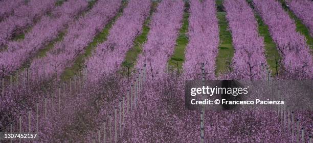 campo di pesche in fiore - fiore di campo stockfoto's en -beelden