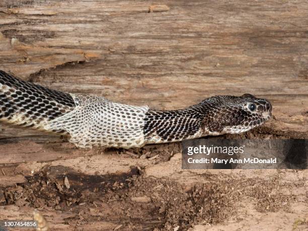 123 Snake Shed Photos and Premium High Res Pictures - Getty Images