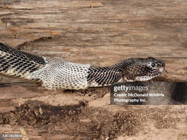 123 Snake Shed Photos and Premium High Res Pictures - Getty Images 123 Snake Shed Photos and Premium High Res Pictures - Getty Images