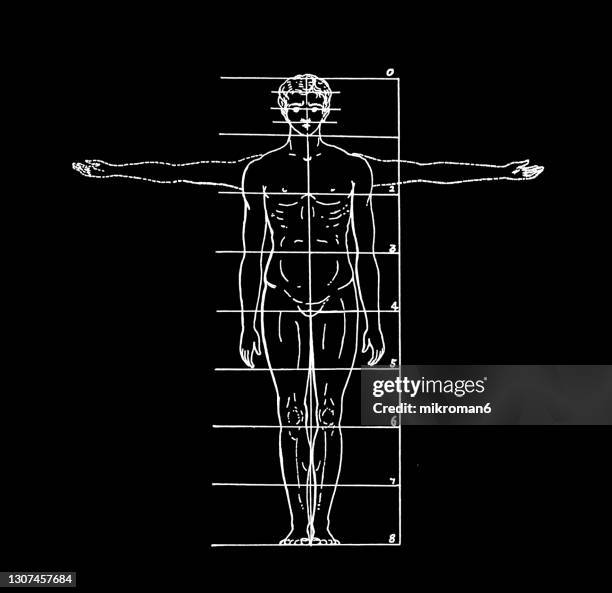 625 Full Body Diagram Stock Photos, High Biology Diagrams