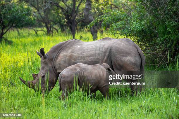 mor och baby southern white rhinoceros (ceratotherium simum simum) i uganda - sydlig vit noshörning bildbanksfoton och bilder