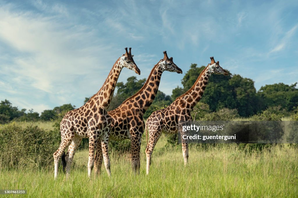 Three Rothschild's Giraffes in Northern Uganda