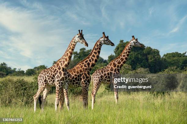 three rothschild's giraffes in northern uganda - giraffe stock pictures, royalty-free photos & images