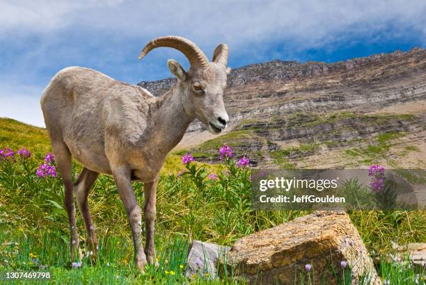 young bighorn ram in a meadow - logan pass imagens e fotografias de stock