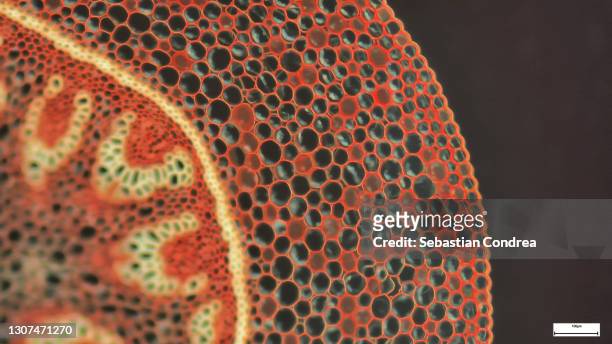 education anatomy and physiology of tongue under the microscopic in laboratory. - skeletal muscle stock pictures, royalty-free photos & images