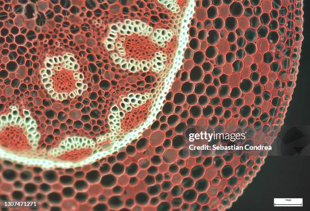 education anatomy and physiology of tongue under the microscopic in laboratory. - muscle cell stock pictures, royalty-free photos & images