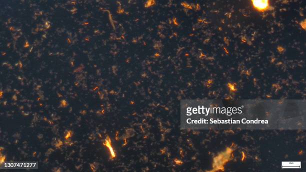 education anatomy and histological sample of  tissue. - skeletal muscle stock pictures, royalty-free photos & images