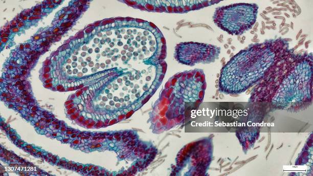 cross section of the cerebellum and nerve human under the microscope for education in lab - histology 個照片及圖片檔