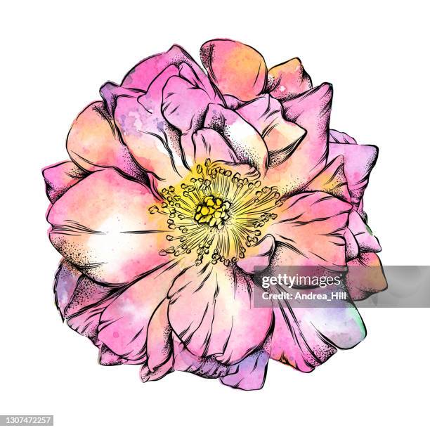 Wild Roses Large Scale Drawing 68 Wild Rose Sketch Stock Photos, High-Res Pictures, and Images - Getty ...