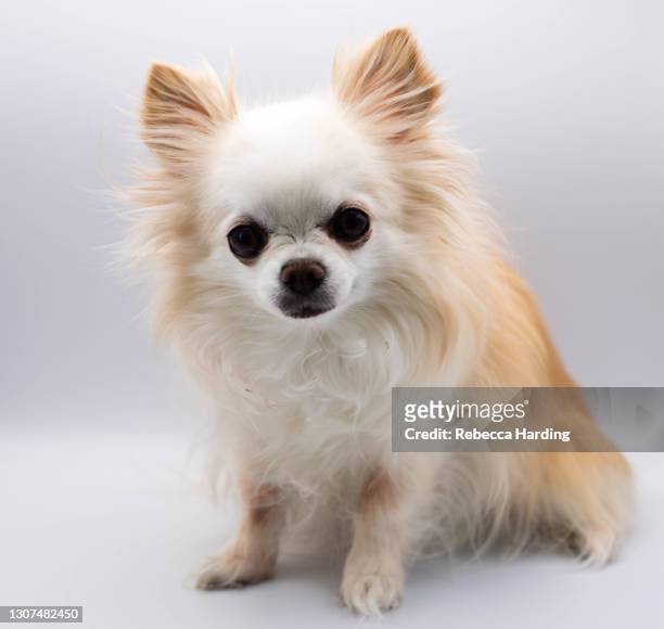 632 Long Haired Chihuahua Photos and Premium High Res Pictures - Getty  Images