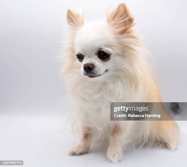 long haired chihuahua - long haired chihuahua stock-fotos und bilder