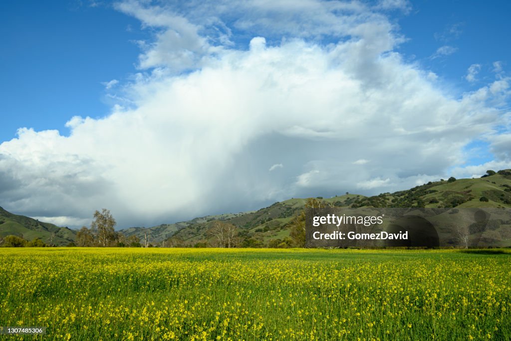 Fältsenap längs Kaliforniens kustområde