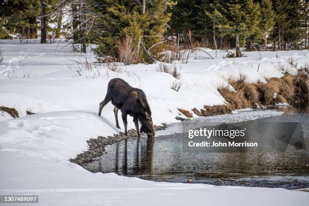 bull moose drinking water in stream - white moose stock pictures, royalty-free photos & images
