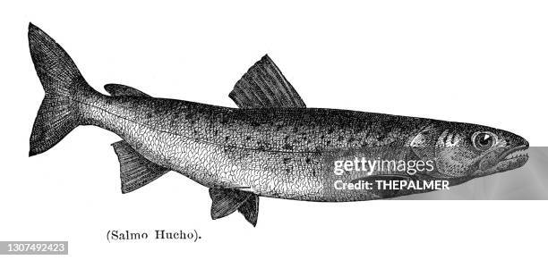 danube salmon engraving 1897 - american eel stock illustrations