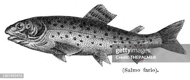 brown trout engraving 1897 - american eel stock illustrations