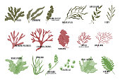 Big set of edible seaweeds. Brown, red and green algae. Sea vegetables. Vector flat illustration