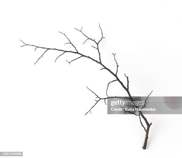 dry branch isolated on white background - 小枝 ストックフォトと画像