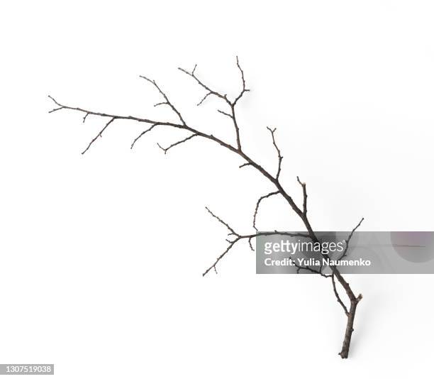 dry branch isolated on white background - twig stock pictures, royalty-free photos & images