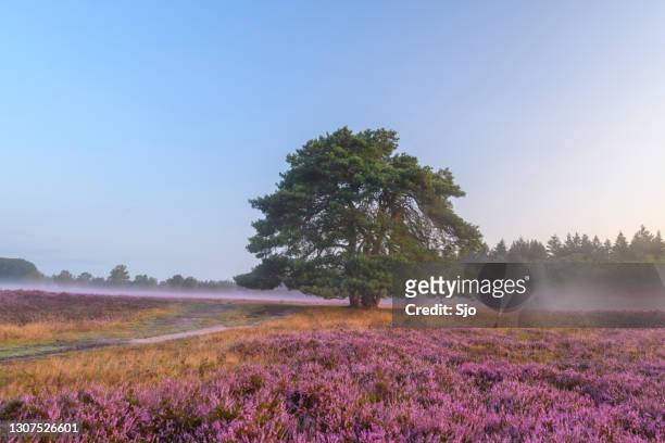 blooming heather plants in heathland landscape during sunrise in summer - gelderland stock pictures, royalty-free photos & images
