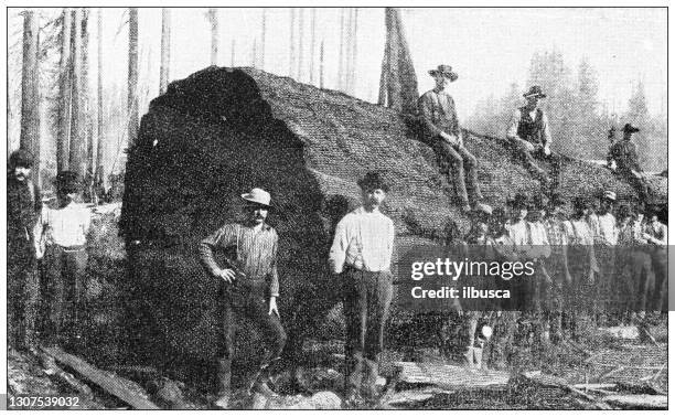 stockillustraties, clipart, cartoons en iconen met antieke zwart-wit foto: reuze bomen van de wereld - houthakker